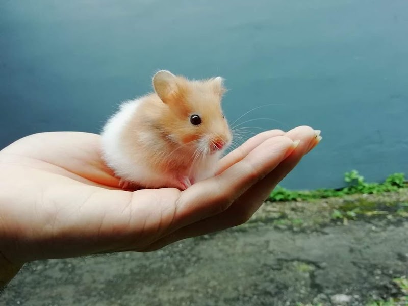 Petshop di Cilacap-APM Hamster Cilacap