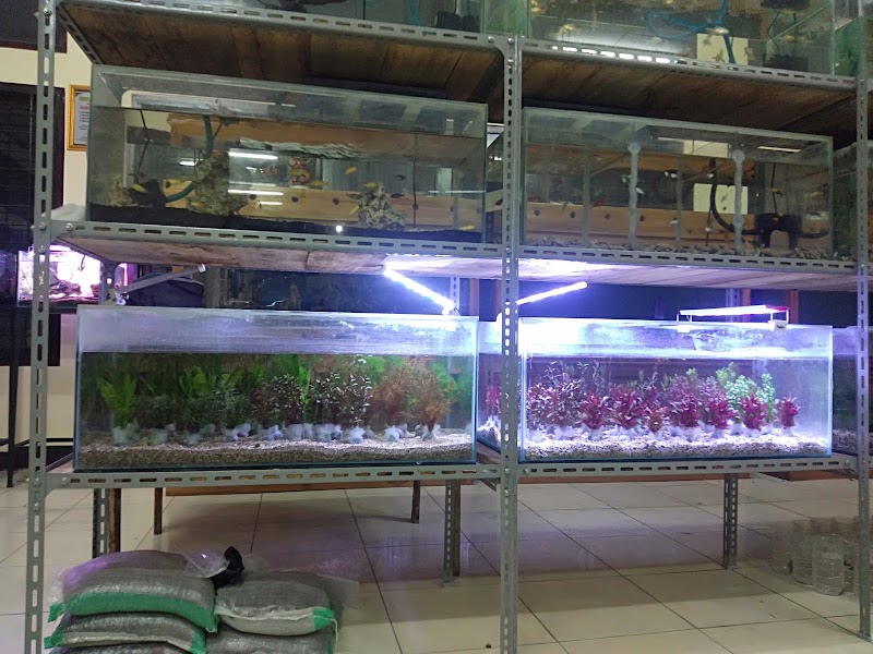 Toko Ikan Hias di Padang-Sentral Ikan Hias